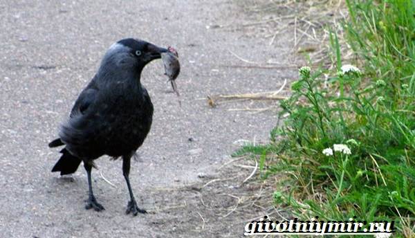Галка-птица-Образ-жизни-и-среда-обитания-галки-7