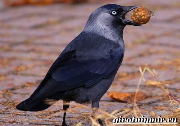 Галка-птица-Образ-жизни-и-среда-обитания-галки-8