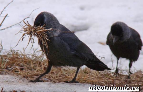 Галка-птица-образ жизни и среда обитания-9