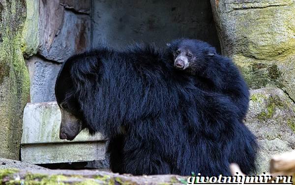 Губач-медведь-Образ-жизни-и-среда-обитания-медведя-губача-6