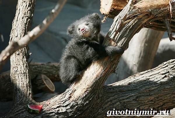 Губач-медведь-Образ-жизни-и-среда-обитания-медведя-губача-7