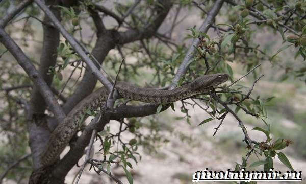 Гюрза-змея-Образ-жизни-и-среда-обитания-гюрзы-6