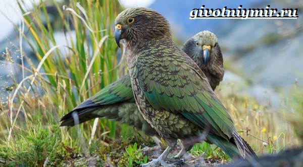 Кеа-попугай-Образ-жизни-и-среда-обитания-попугая-кеа-8