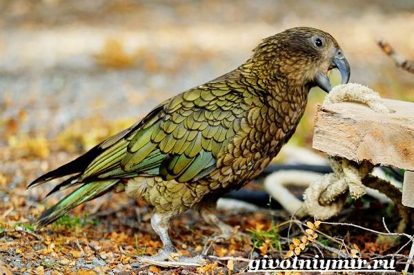 Кеа-попугай-Образ-жизни-и-среда-обитания-попугая-кеа-9