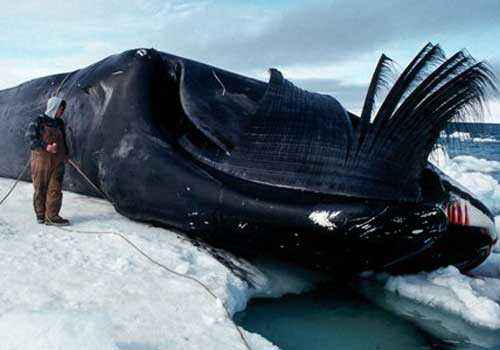 гренландский кит, полярный кит, мертвый кит, человек