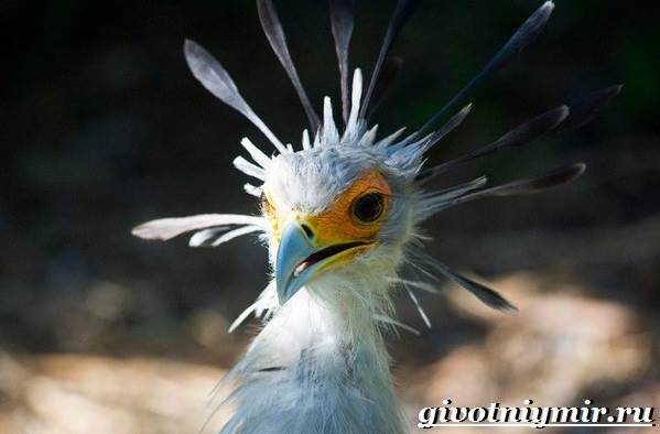 Образ жизни и среда обитания птицы-секретаря-1