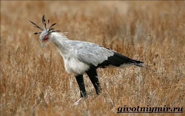 Образ жизни и среда обитания птицы-секретаря-2