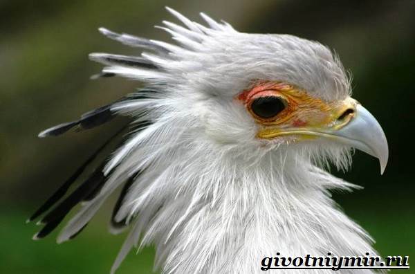 Образ жизни и среда обитания птицы-секретаря-3