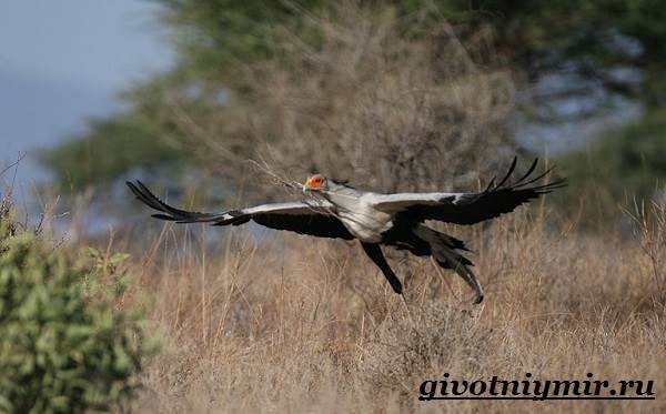 Образ жизни и среда обитания птицы-секретаря-4