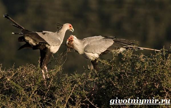 Образ жизни и среда обитания птицы-секретаря-5