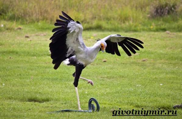 Образ жизни и среда обитания птицы-секретаря-6