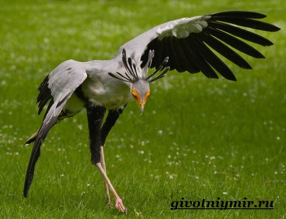 Образ жизни и среда обитания птицы-секретаря-7