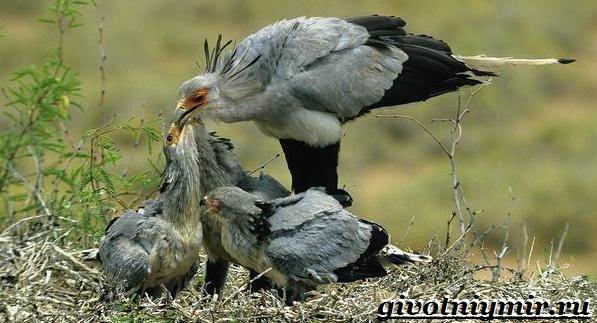 Образ жизни и среда обитания птицы-секретаря-8