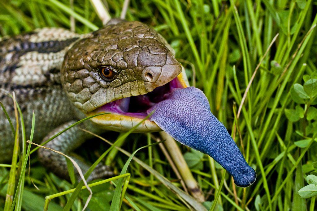 Экзотическое животное Сцинк синеязыкий: содержание в террариуме!