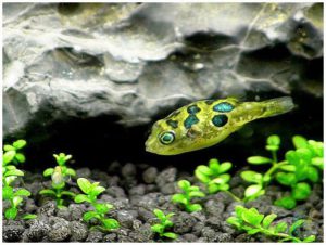 Тетрадон карликовый