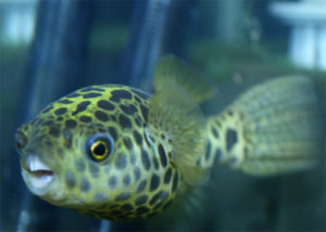 Тетрадон карликовый