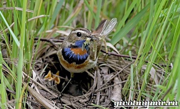 Варакушка-птица-Образ-жизни-и-среда-обитания-птицы-варакушки-7