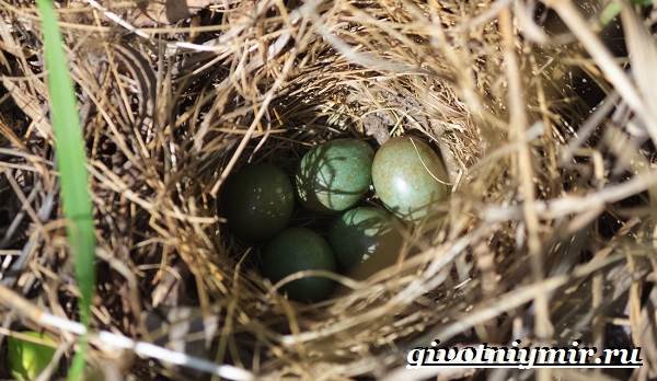 Варакушка-птица-Образ-жизни-и-среда-обитания-птицы-варакушки-8