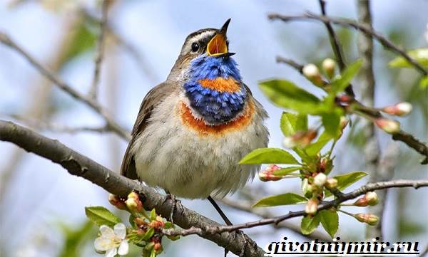 Варакушка-птица-Образ-жизни-и-среда-обитания-птицы-варакушки-9