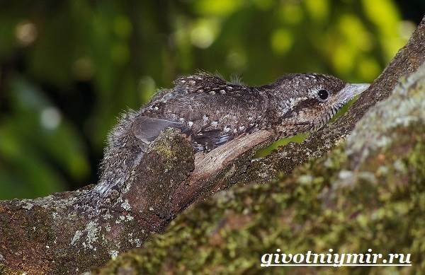 Воппер-птица-образ жизни и среда обитания-9