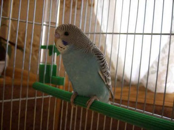 Волнистый попугай сидит в клетке Волнистый попугай сидит в клетке