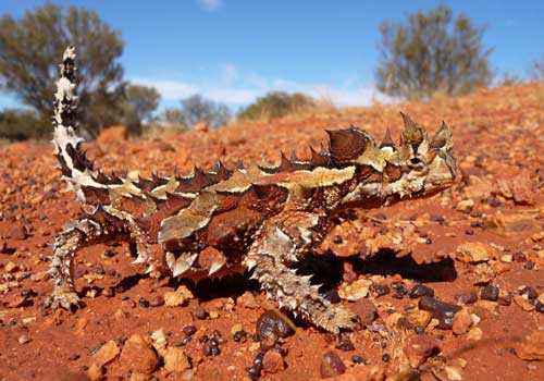 молох, тернистый дракон, тернистый дьявол, колючая ящерица, красный песок, небо, деревья, камушки