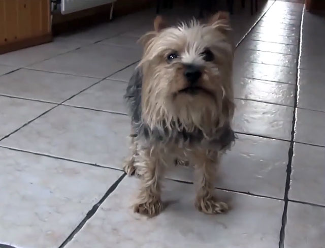 Йорки недоверчивы к чужим