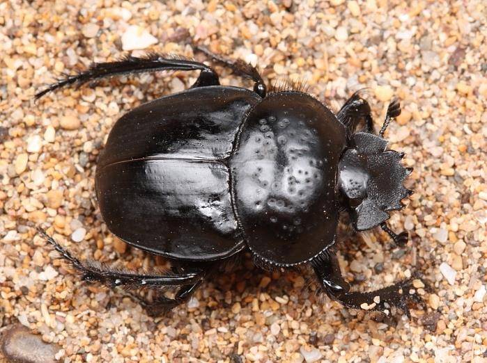 Скарабей священный Скарабей священный