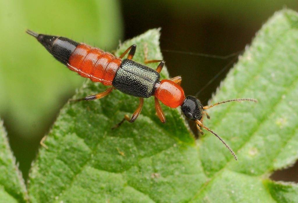 Стафилин береговой (синекрыл береговой) (лат. Paederus riparius) Стафилин береговой (синекрыл береговой) (лат. Paederus riparius)