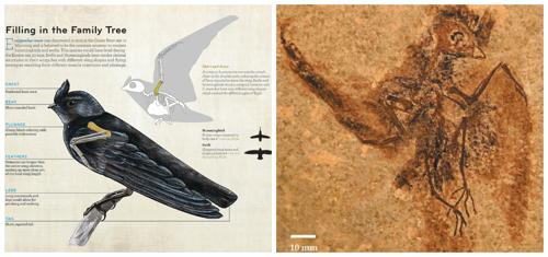 Вид птиц Eocypselus-доисторический предок колибри и стрижей