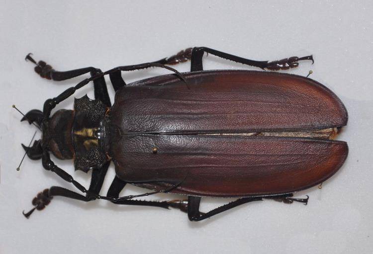 Жук дровосек-титан (лат. Titanus giganteus) Жук дровосек-титан фото (лат. Titanus giganteus)