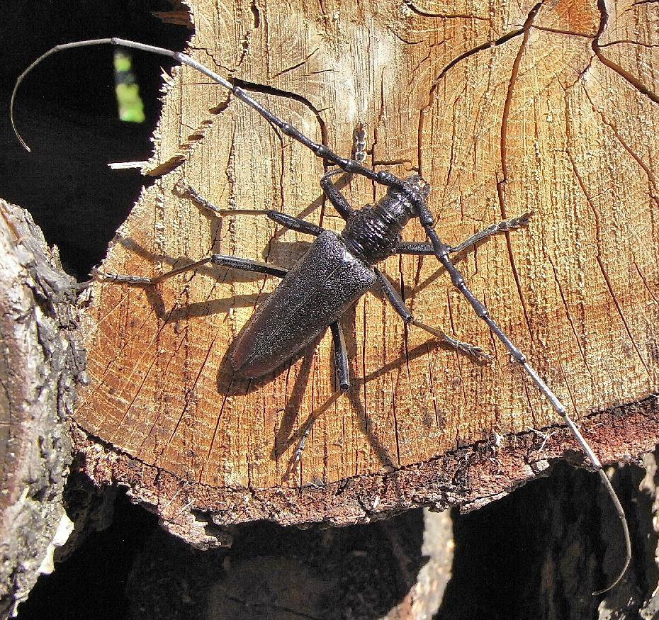 Жук с длинными усами большой дубовый усач (лат. Cerambyx cerdo) Жук с длинными усами большой дубовый усач (лат. Cerambyx cerdo)