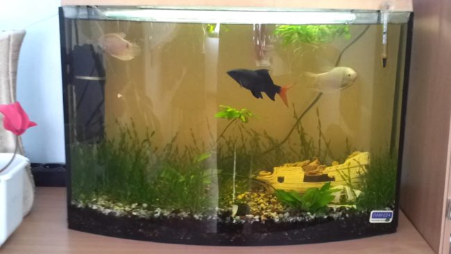 Аквариум с рыбками лабео