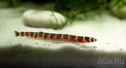 акантофтальмус