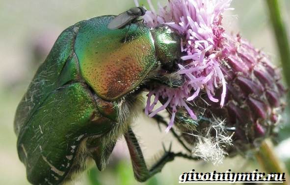 Бронзовый жук-образ жизни и среда обитания-жук-бронзовка-10