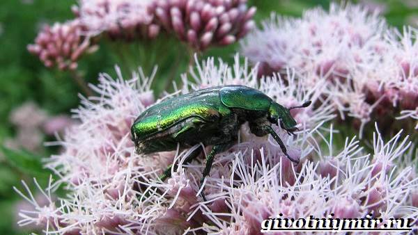 Бронзовый жук-образ жизни и среда обитания-жук-бронзовка-9