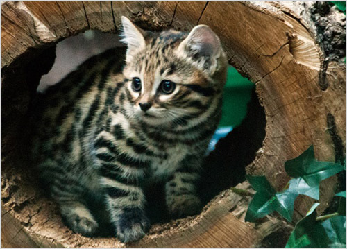 Котенок черноногой кошки прячится в дупле