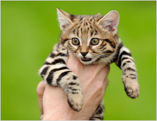 Котенок в руках у человека