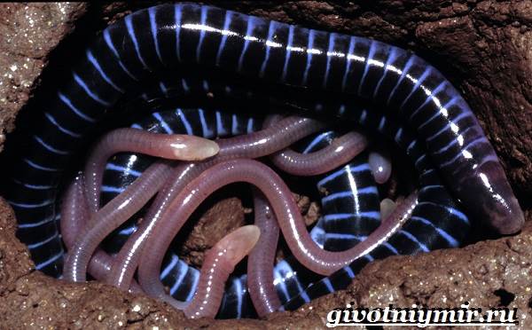 Червяга-животное-Образ-жизни-и-среда-обитания-червяги-7