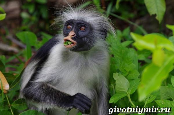 Колобус-животное-Образ-жизни-и-среда-обитания-колобуса-7