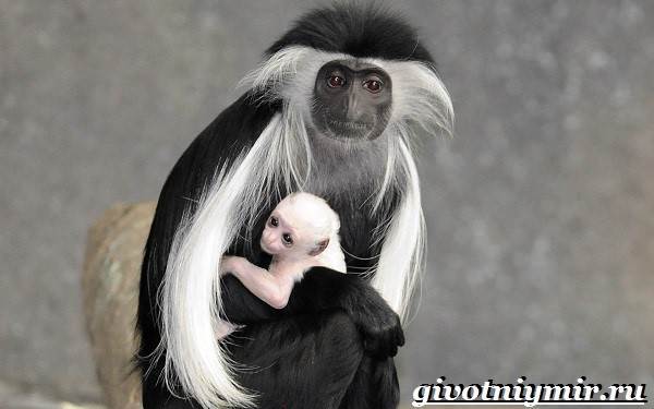 Колобус-животное-Образ-жизни-и-среда-обитания-колобуса-8