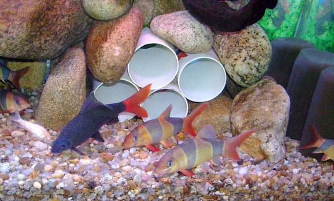 Лабео в аквариуме