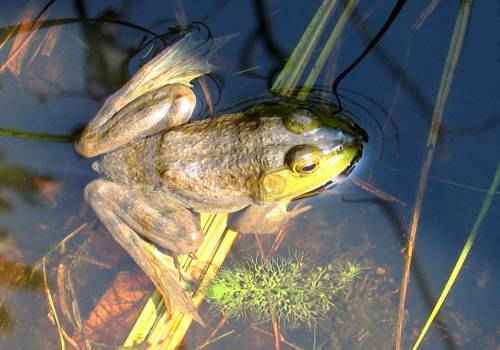 Животный и растительный мир болот: примеры, характеристика