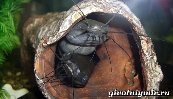 Мешкожаберный-сом-Особенности-и-условия-содержания-мешкожаберного-сома-5