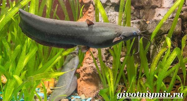 Мешкожаберный-сом-Особенности-и-условия-содержания-мешкожаберного-сома-7
