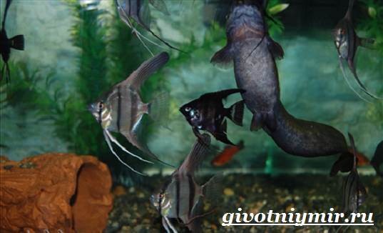 Мешкожаберный-сом-Особенности-и-условия-содержания-мешкожаберного-сома-8-1