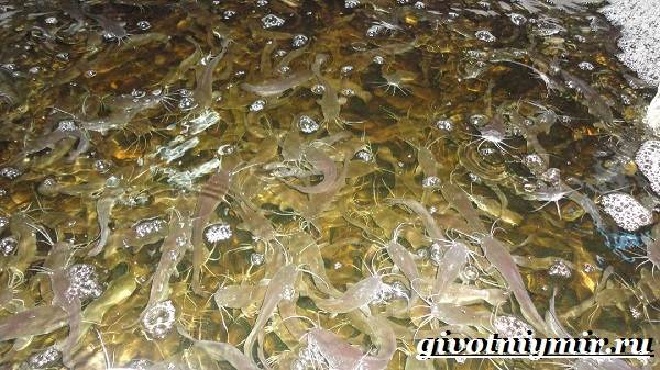 Мешкожаберный-сом-Особенности-и-условия-содержания-мешкожаберного-сома-8