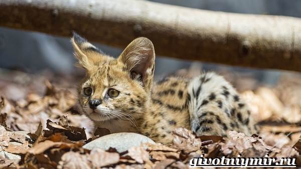 Сервал-кошка-образ жизни-и-среда обитания-кошки-сервал-8