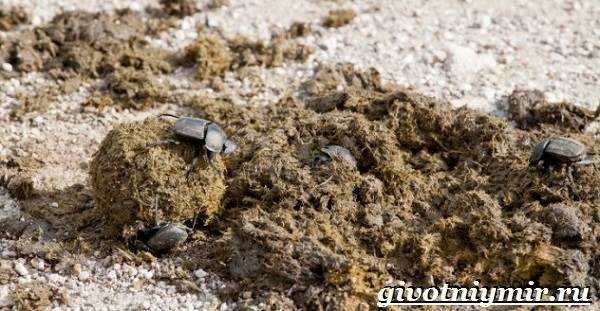 Жук-навозки-Образ-жизни-и-среда-обитания-жука-навозика-6