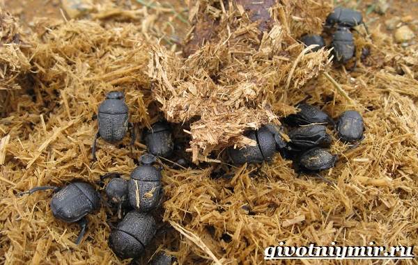 Жук-навозки-Образ-жизни-и-среда-обитания-жука-навозика-9
